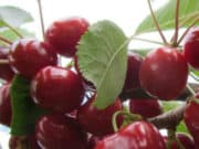 Основы выбора вишни для сада