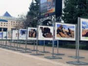 На центральной площади города открылась фотовыставка Сайлюгемского нацпарка На центральной площади города открылась фотовыставка Сайлюгемского нацпарка