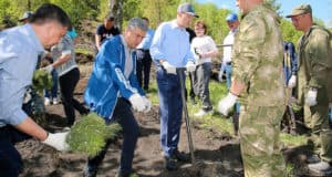 В Майминском районе высадили свыше 3 тысяч кедров
