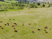 Поголовье коров на Алтае увеличилось, свиней и овец – уменьшилось Поголовье коров на Алтае увеличилось, свиней и овец – уменьшилось