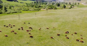 Поголовье коров на Алтае увеличилось, свиней и овец – уменьшилось