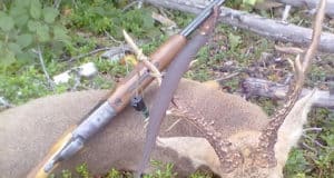 Житель Ело незаконно добыл двух косуль