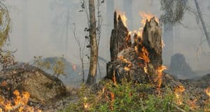 Три лесных пожара действуют в Республике Алтай