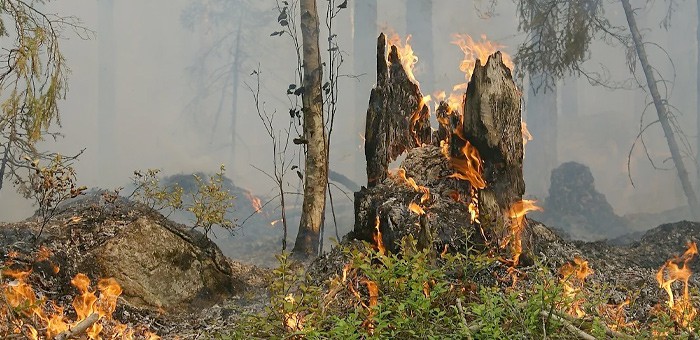 Три лесных пожара действуют в Республике Алтай
