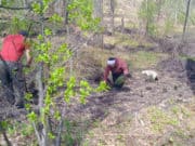 Почти 100 га леса высадили в Республике Алтай Почти 100 га леса высадили в Республике Алтай