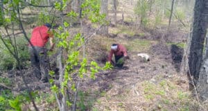 Почти 100 га леса высадили в Республике Алтай