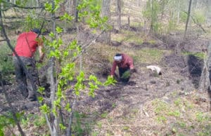 Почти 100 га леса высадили в Республике Алтай Почти 100 га леса высадили в Республике Алтай