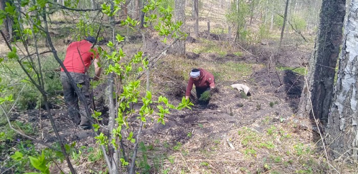 Почти 100 га леса высадили в Республике Алтай