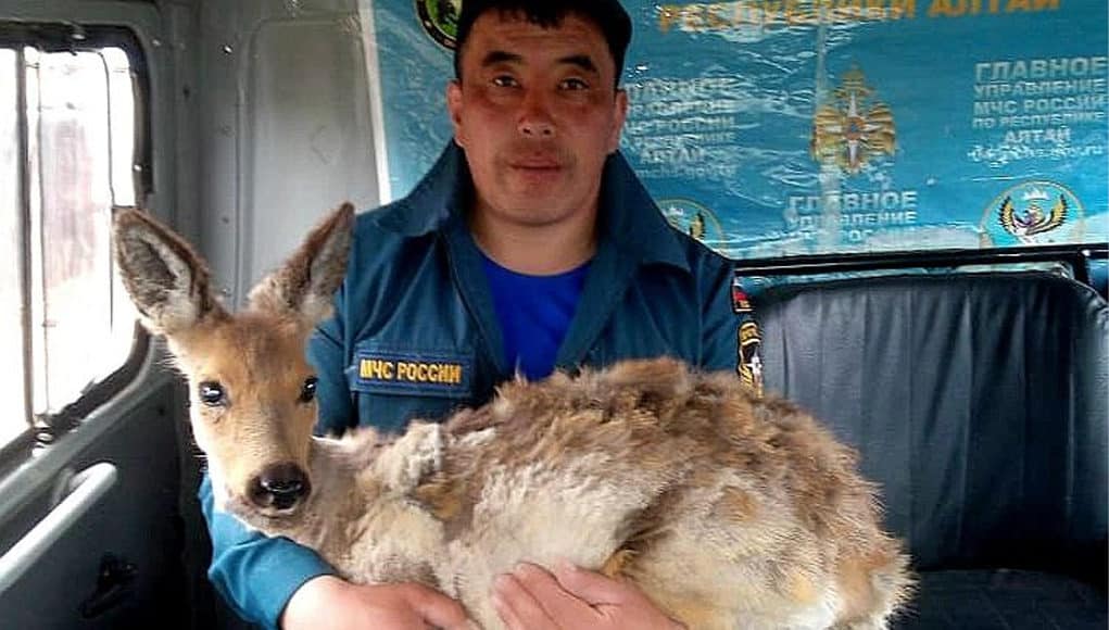 Улаганские пожарные спасли косулю от верной гибели Улаганские пожарные спасли косулю от верной гибели