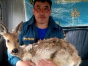 Улаганские пожарные спасли косулю от верной гибели Улаганские пожарные спасли косулю от верной гибели