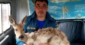 Улаганские пожарные спасли косулю от верной гибели Улаганские пожарные спасли косулю от верной гибели