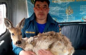 Улаганские пожарные спасли косулю от верной гибели
