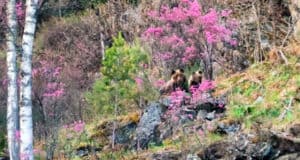 Медведи и цветущий маральник. Потрясающее видео из Алтайского заповедника
