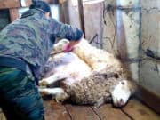В Республике Алтай определили лучших стригалей В Республике Алтай определили лучших стригалей