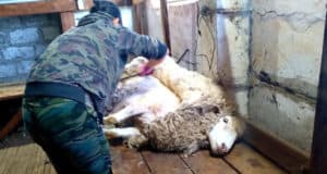 В Республике Алтай определили лучших стригалей