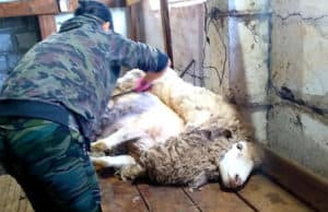 В Республике Алтай определили лучших стригалей В Республике Алтай определили лучших стригалей