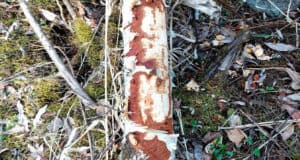 Бобры в Алтайском заповеднике оголодали и набросились на невкусные деревья