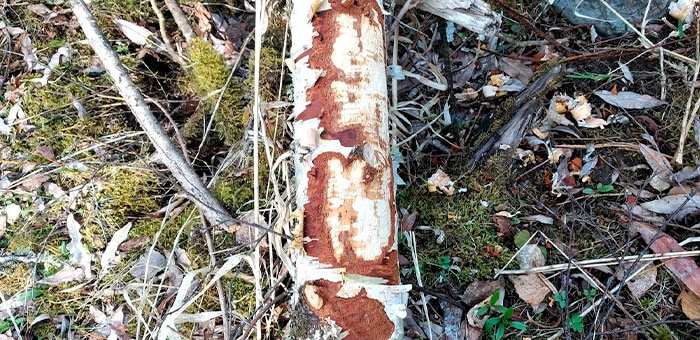 Бобры оголодали и набросились на невкусные деревья