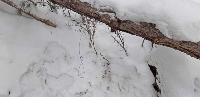 Вынесен приговор браконьеру, установившему в Сайлюгемском нацпарке петли на кабаргу