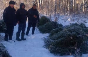 Крупное дело о массовой вырубке новогодних елей раскрыто в Республике Алтай