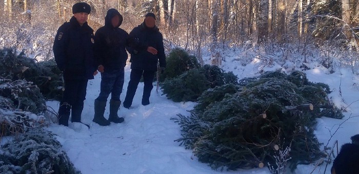 Крупное дело о массовой вырубке новогодних елей раскрыто в Республике Алтай