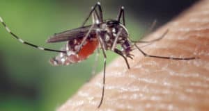 Почему в Майме так много комаров