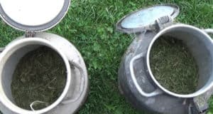Горожанин собрал марихуану и хранил ее во дворе в алюминиевых флягах Горожанин собрал марихуану и хранил ее во дворе в алюминиевых флягах