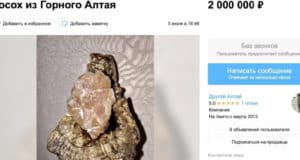 «Посох силы из Горного Алтая» продают на «Авито» за два миллиона рублей «Посох силы из Горного Алтая» продают на «Авито» за два миллиона рублей