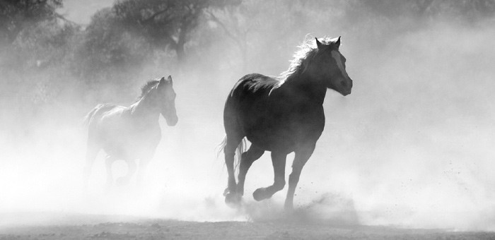 За кражу пяти лошадей житель Усть-Канского района осужден к реальному лишению свободы