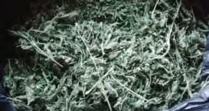 Почти 2 кг марихуаны нашли в пещере на Телецком озере Почти 2 кг марихуаны нашли в пещере на Телецком озере