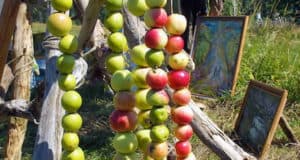 В Алтайском заповеднике отпразднуют «Яблочный Спас»