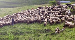 Правила господдержки АПК одобрили в Республике Алтай