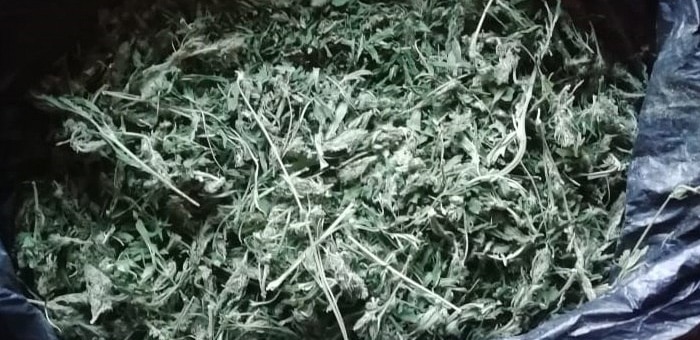 У жителя Кош-Агачского района изъяли килограмм марихуаны