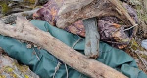 Жителя Балыкчи осудили за браконьерскую охоту на косулю
