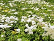 АИЖК обязали огородить заброшенные здания и убрать борщевик