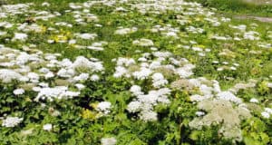 АИЖК обязали огородить заброшенные здания и убрать борщевик
