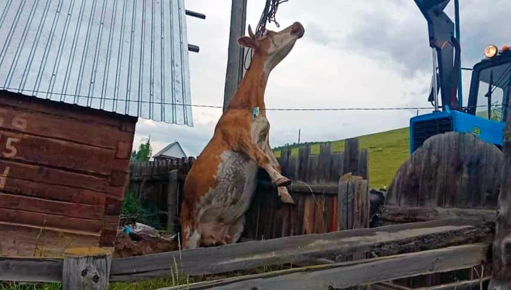 В Улагане пожарные спасли корову, провалившуюся в выгребную яму