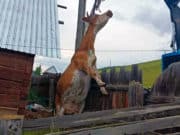 В Улагане пожарные спасли корову, провалившуюся в выгребную яму В Улагане пожарные спасли корову, провалившуюся в выгребную яму