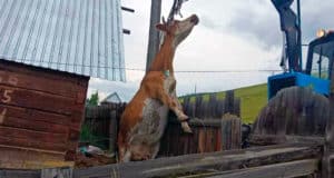 В Улагане пожарные спасли корову, провалившуюся в выгребную яму