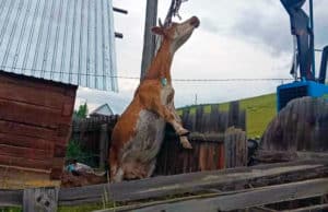 В Улагане пожарные спасли корову, провалившуюся в выгребную яму