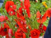 670 кустов снотворного мака вырастил сельчанин в своем огороде. За это его будут судить