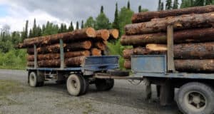 Под предлогом геологоразведки житель Тюмени нарубил кедра на сотни миллионов Под предлогом проведения геологоразведки житель Тюмени нарубил кедра на сотни миллионов