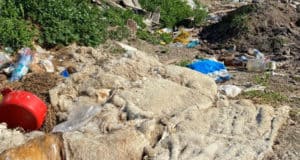 Почему крестьяне выбрасывают овечьи шкуры и шерсть?