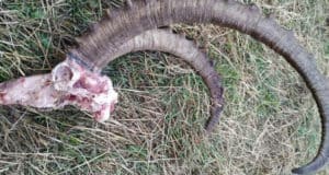 Браконьеры, которые охотились в национальном парке на козерога, получили условные сроки Браконьеры, которые охотились в национальном парке на козерога, получили условные сроки