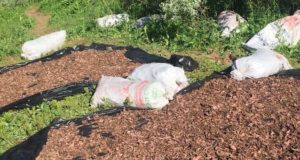 Попытка вывоза крупной партии «золотого корня» пресечена на Алтае Попытка вывоза крупной партии «золотого корня» пресечена на Алтае