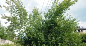 Американский клен завоевывает на Алтае всю свободную землю