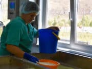 Новый молочный завод заработал в Шебалино Новый молочный завод заработал в Шебалино