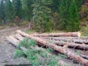 Обнаружена незаконная рубка деревьев, косвенно связанная с добычей золота Обнаружена незаконная рубка деревьев, косвенно связанная с добычей золота