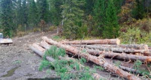 Обнаружена незаконная рубка деревьев, косвенно связанная с добычей золота Обнаружена незаконная рубка деревьев, косвенно связанная с добычей золота