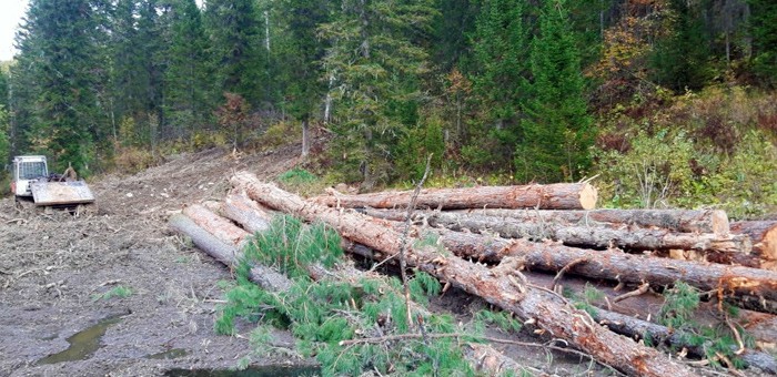 Обнаружена незаконная рубка деревьев, косвенно связанная с добычей золота